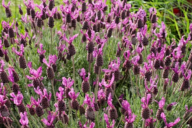 薰衣草養護技巧