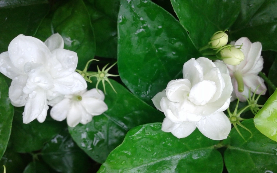 茉莉花栽培技巧