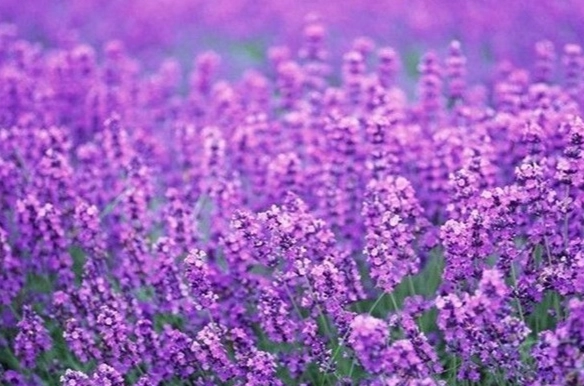 頭狀薰衣草栽培