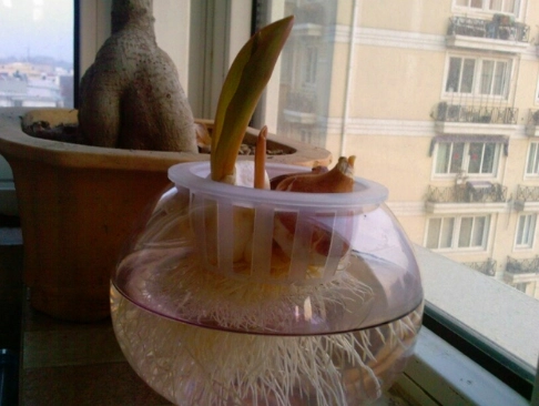 鬱金香種子發芽時間