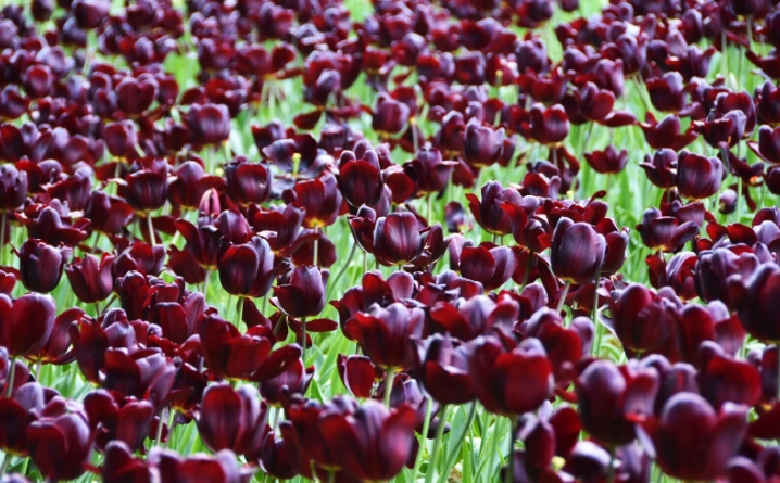 鬱金香養護技巧