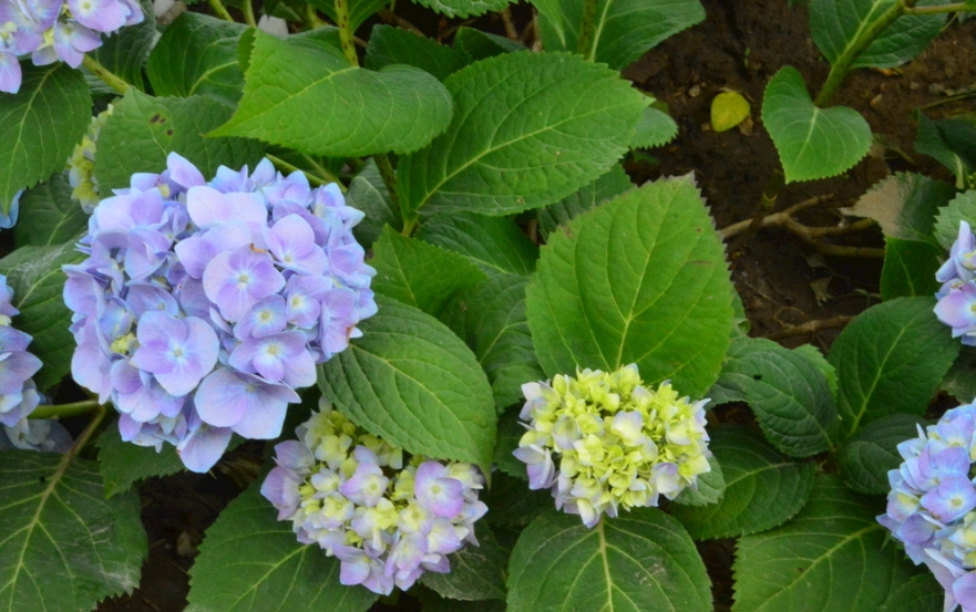 繡球花肥料選擇