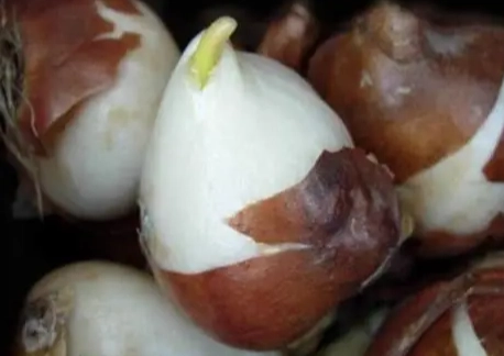 鬱金香種子發芽時間