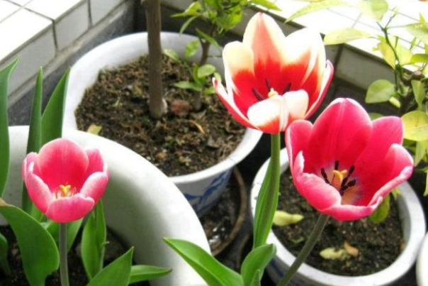 鬱金香種植技巧