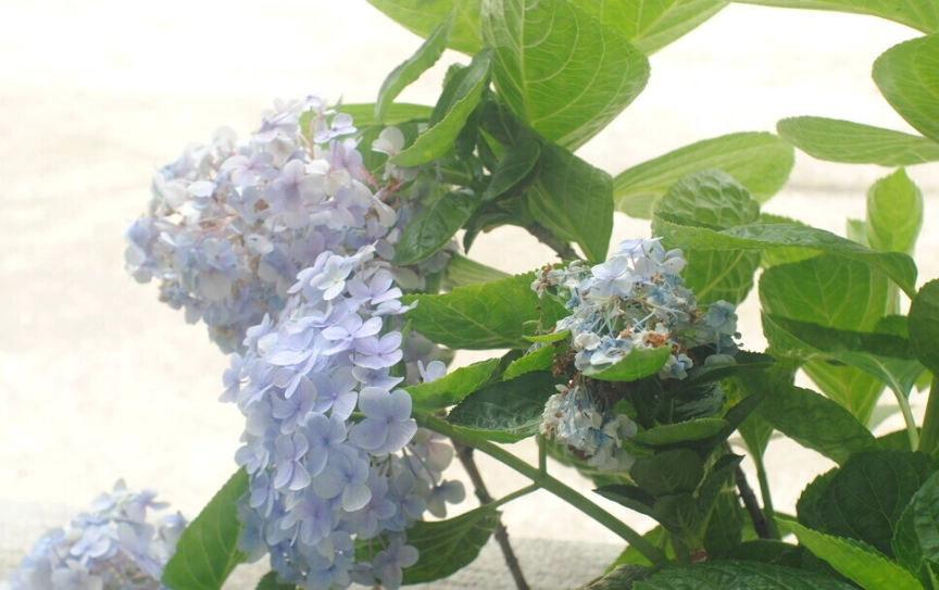 水養繡球花方法