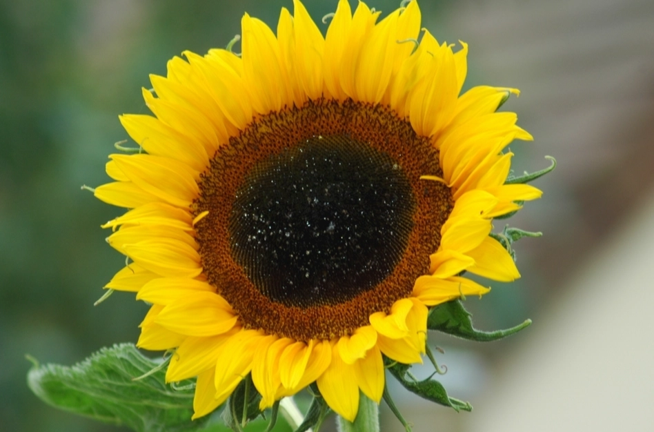 向日葵播種季節