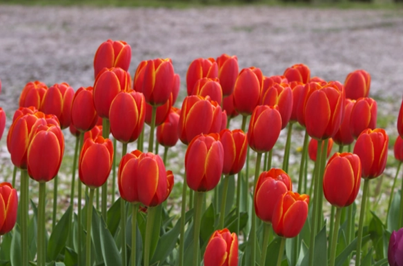 鬱金香澆水方法