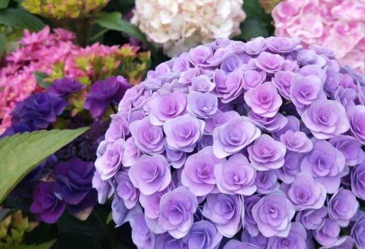 繡球花花苞不開花