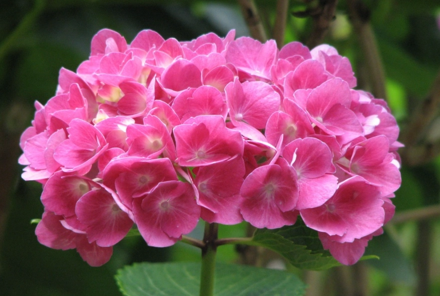 繡球花種植技巧