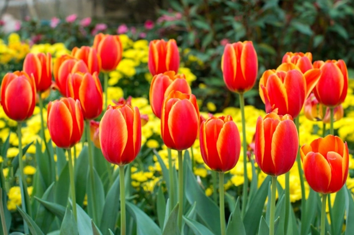 鬱金香水種方法