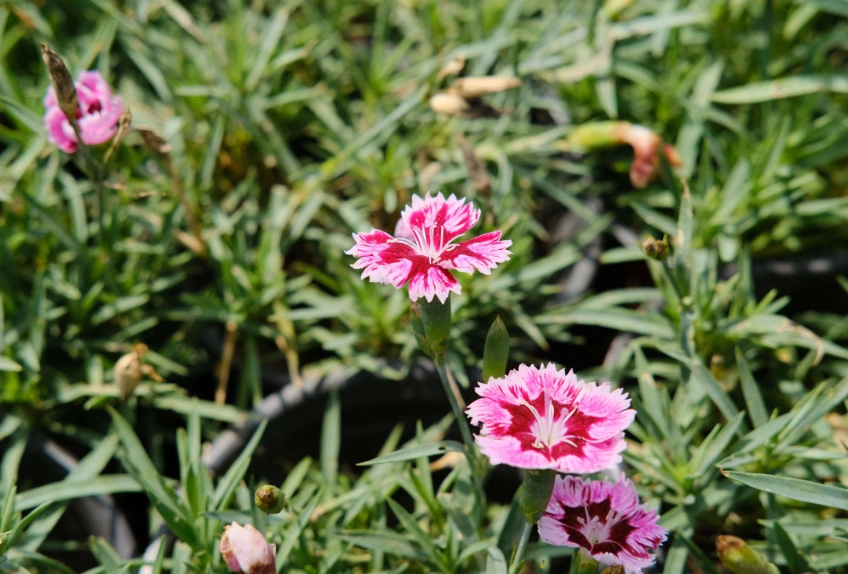 香石竹養護技巧