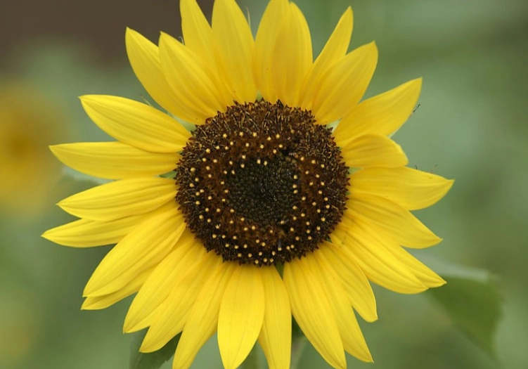 向日葵间距指南