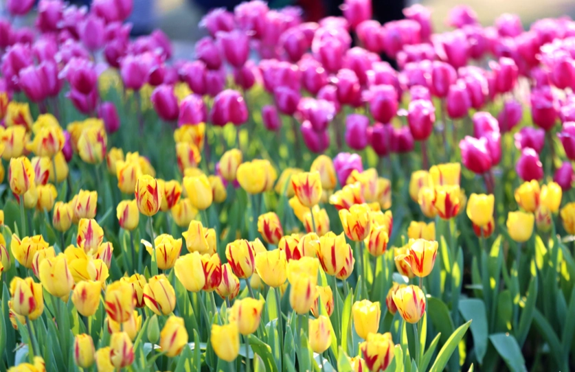 鬱金香水培方法