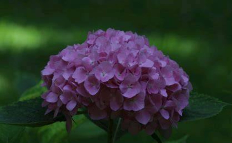 繡球花變黃原因