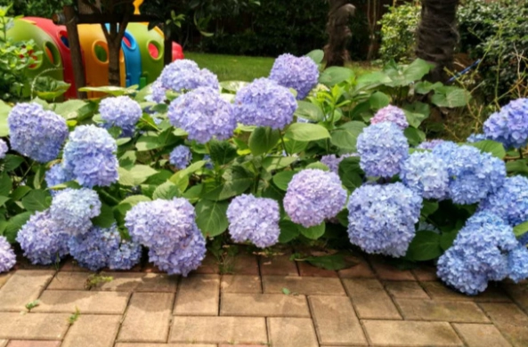 繡球花土壤要求
