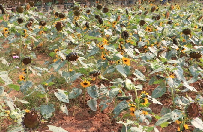 向日葵土壤配方