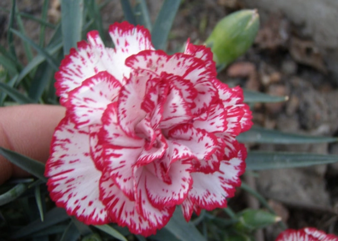 香石竹養護技巧