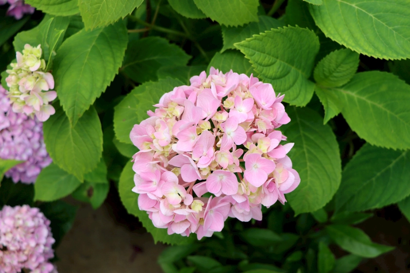 繡球花種植技巧