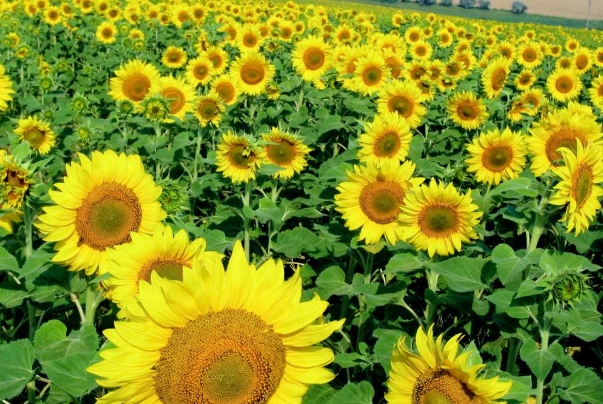 矮性向日葵種植方法