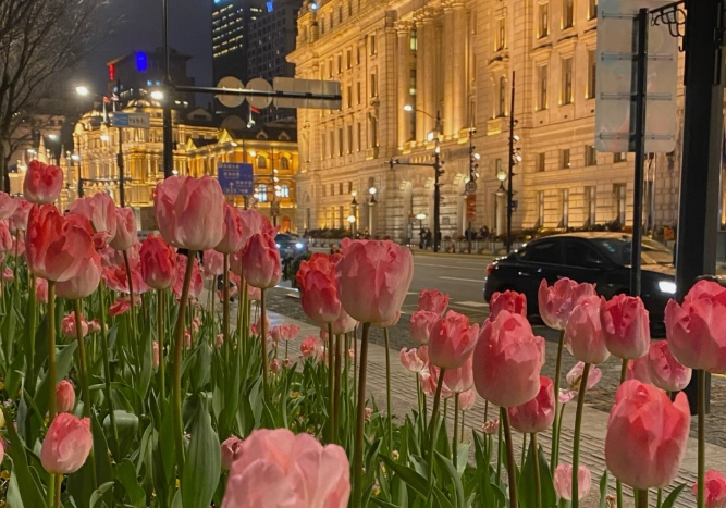 水培鬱金香技巧