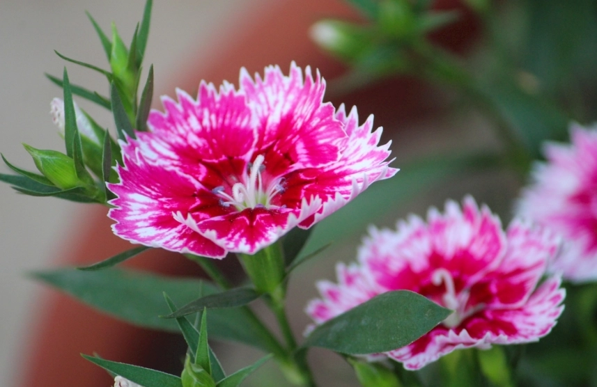 康乃馨保鮮技巧