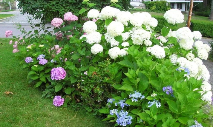 繡球花養護技巧