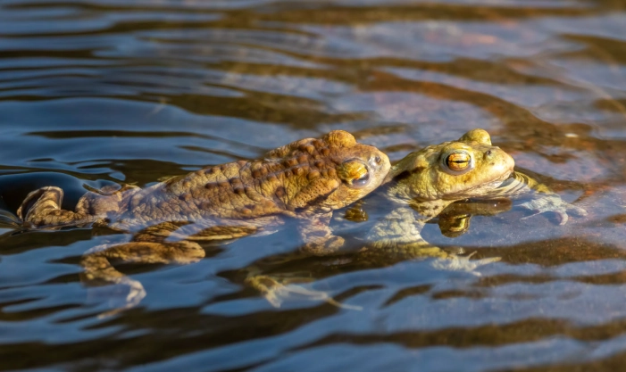無性生殖優缺點