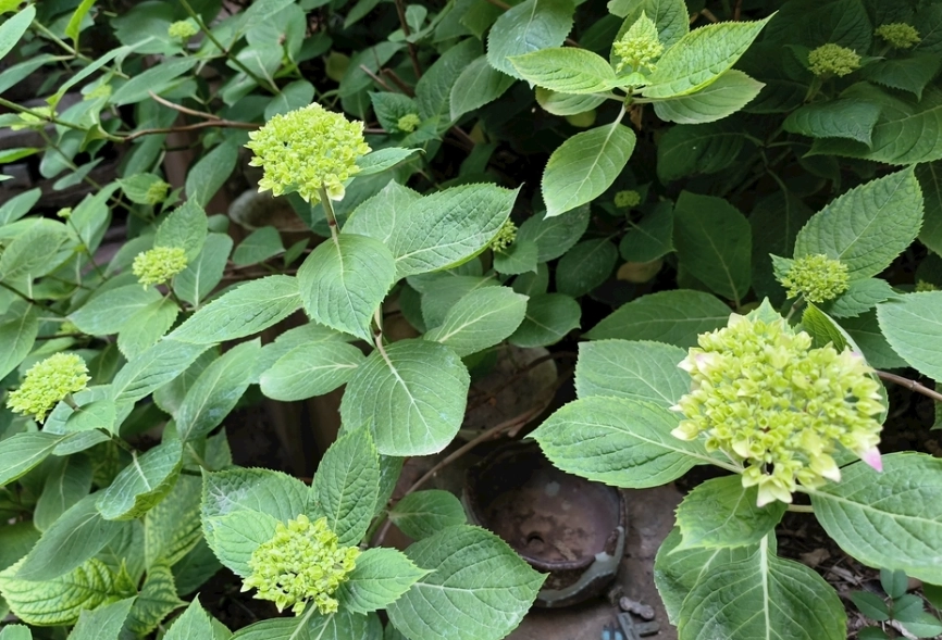繡球花花苞照顧