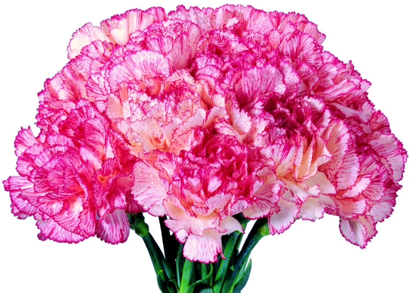 康乃馨选购指南