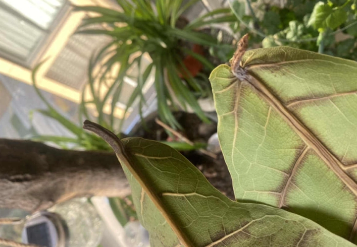 琴葉榕病害防治