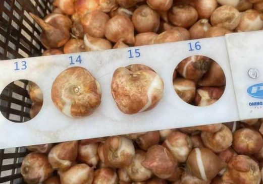 鬱金香種子種植方法