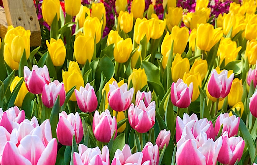 水培鬱金香技巧