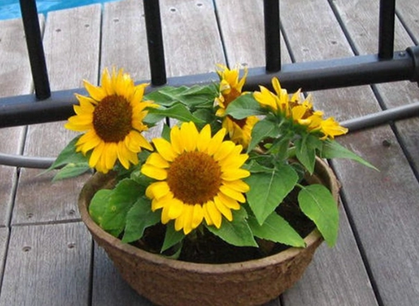 矮性向日葵盆栽技巧