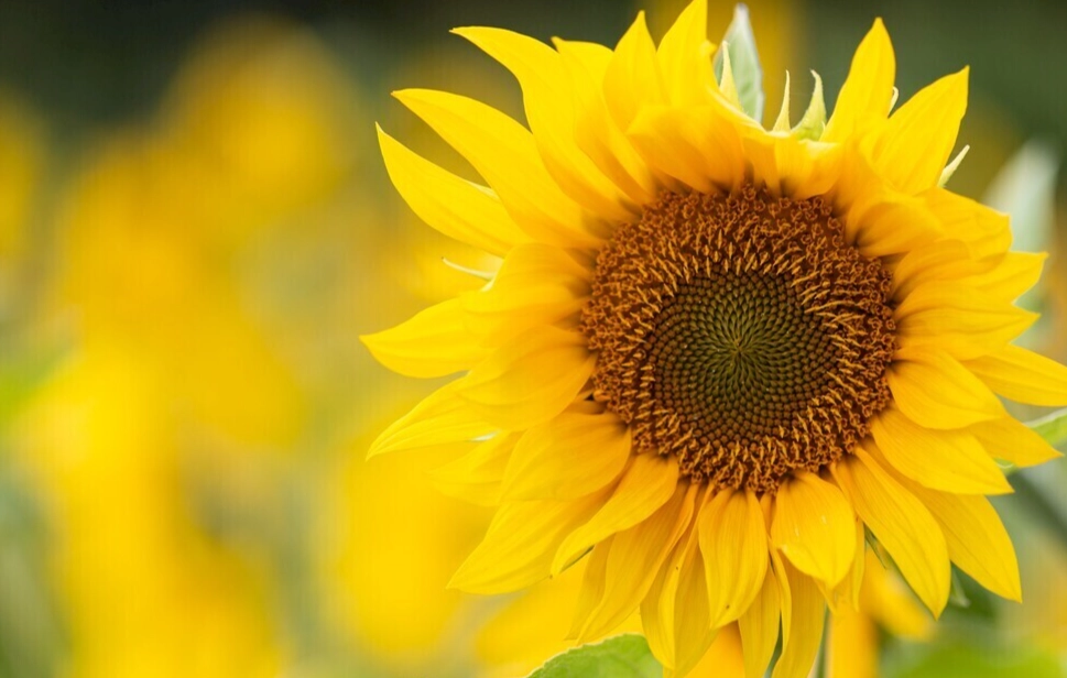 台灣向日葵種植