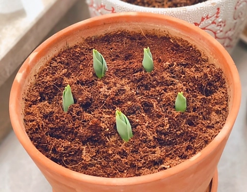 鬱金香種子發芽方法