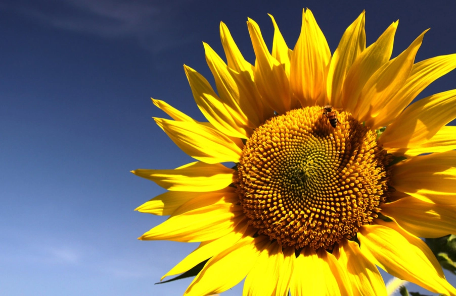 向日葵种植距离