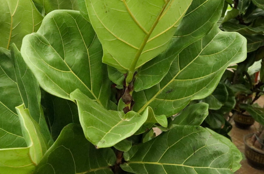 琴葉榕養護技巧