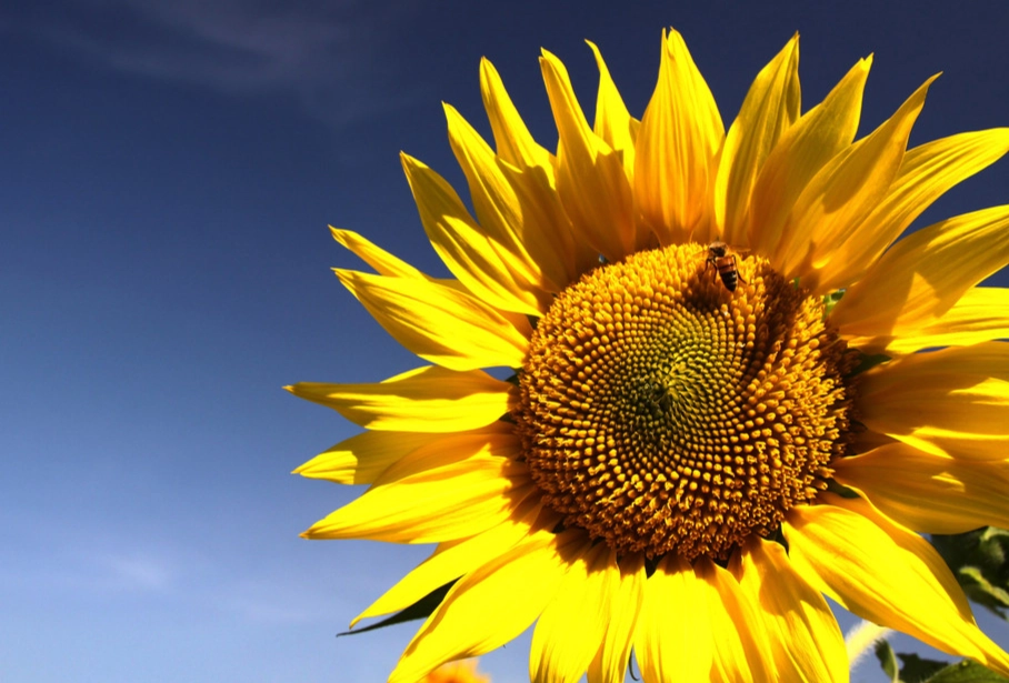 向日葵播種季節