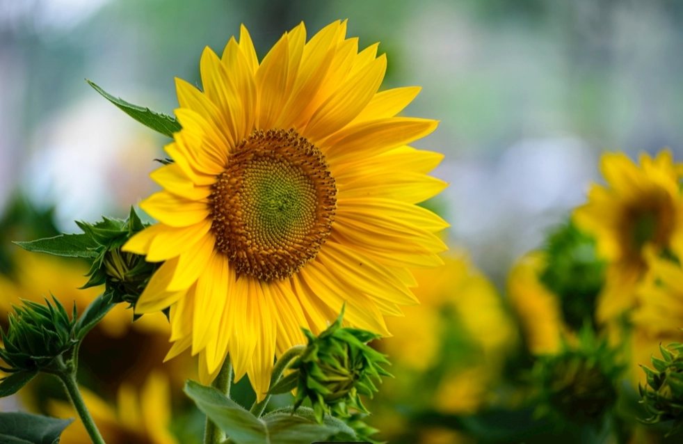 向日葵種子發芽技巧