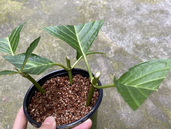 繡球花養護技巧