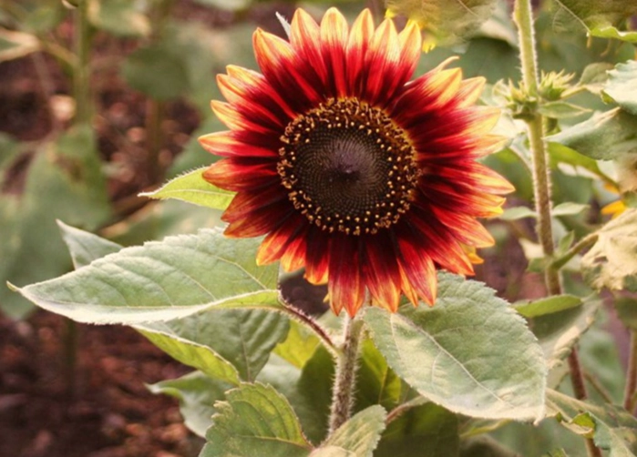 矮向日葵盆栽 矮向日葵盆栽