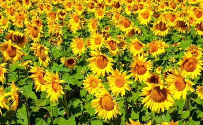 矮向日葵栽培技巧 矮向日葵栽培技巧