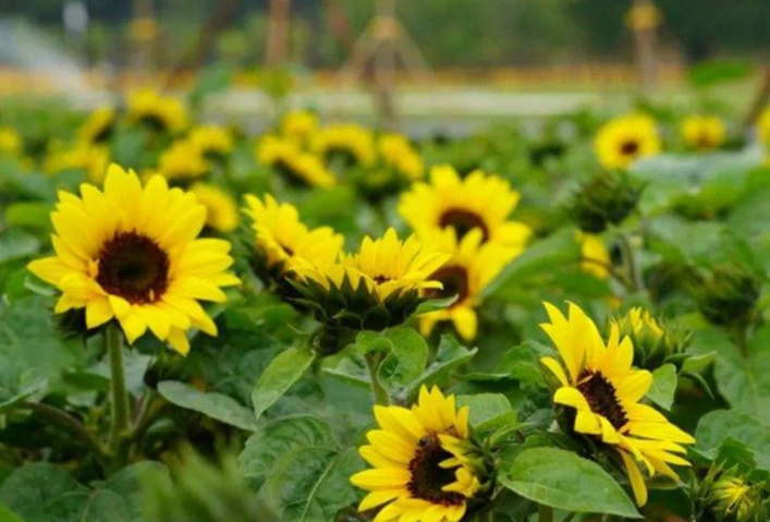矮向日葵种植方法 矮向日葵种植方法