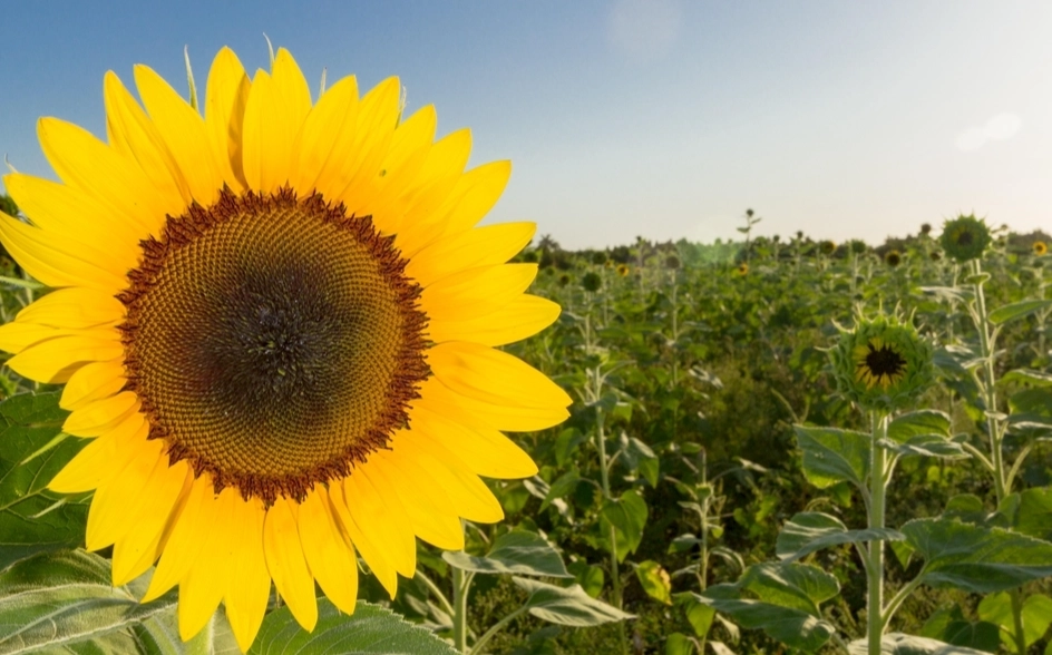 向日葵種植方法 向日葵種植方法