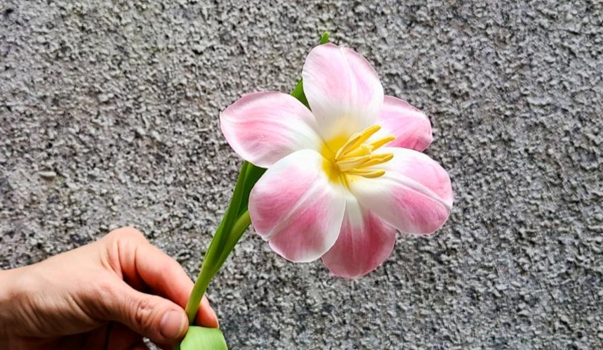 鬱金香種植技巧