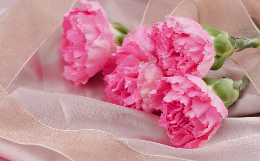 康乃馨生長溫度