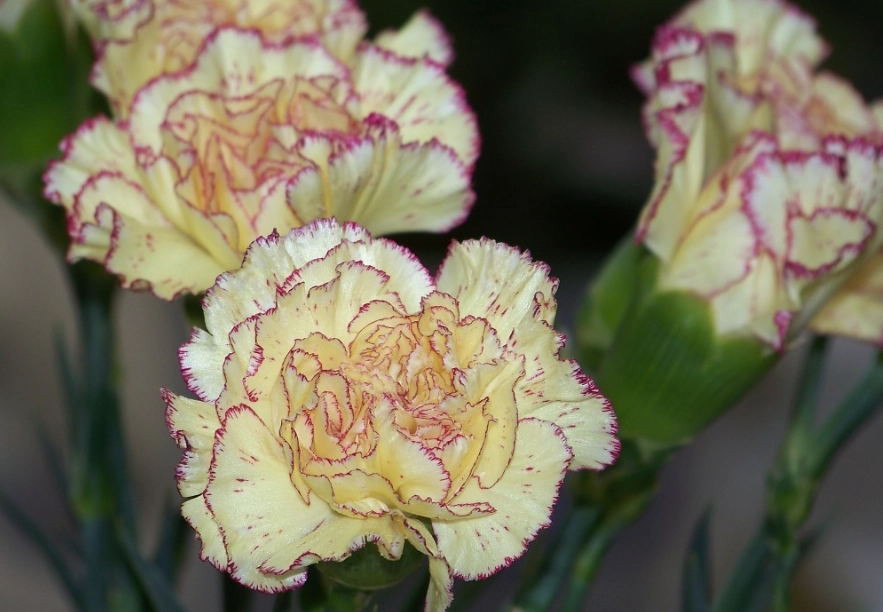 哥伦比亚康乃馨品种