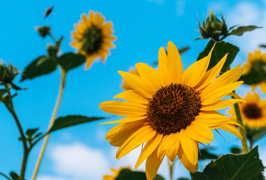 向日葵種植常見問題