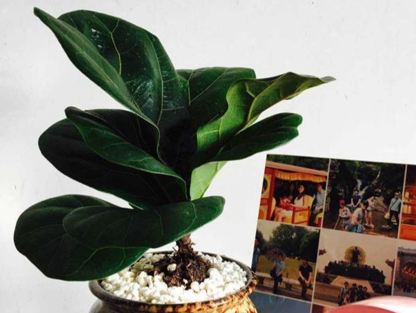 琴葉榕葉子變黑處理