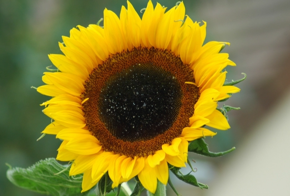 向日葵栽培方法